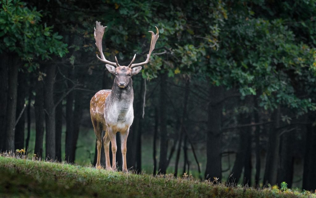 covid : les cerfs sauvages porteur potentiel du virus